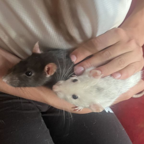 Luna en Nox (2 dames ratjes) uit Amsterdam zoekt een Knaagdierenoppas