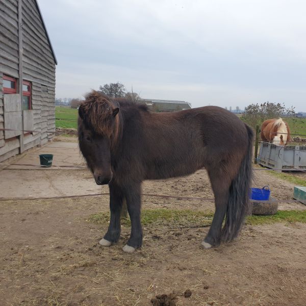 Mingja uit Houten zoekt een Paardenverzorger