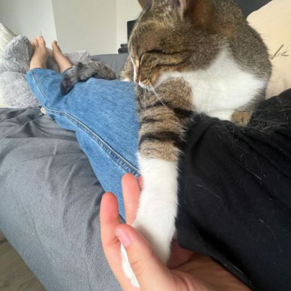 Mochi uit Dordrecht zoekt een Kattenoppas