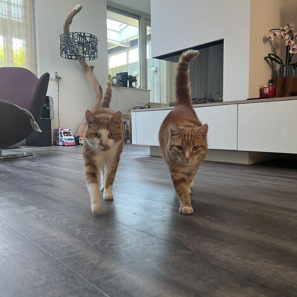 Tijger, Leo uit Zeist zoekt een Kattenoppas