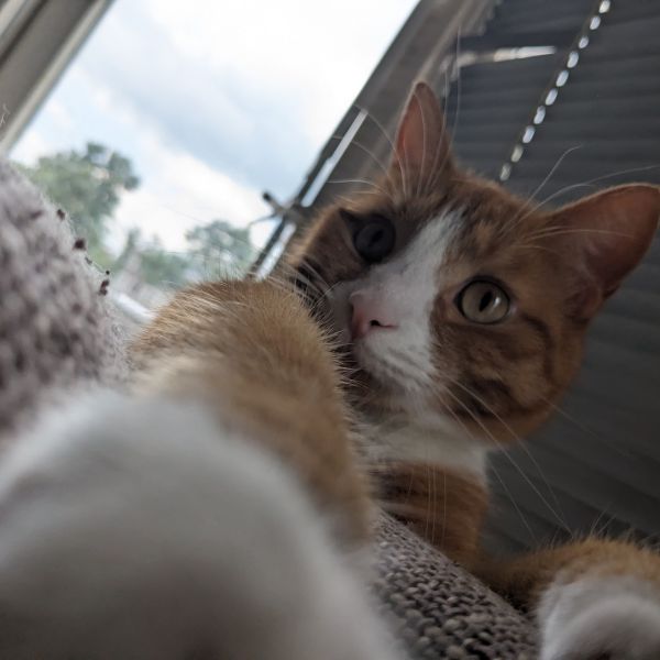 Willem uit Groningen zoekt een Kattenoppas