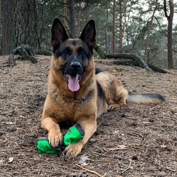 Rolo uit Waddinxveen zoekt een Hondenoppas