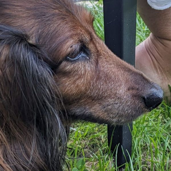 Huisdierenoppas Esther uit Bergschenhoek