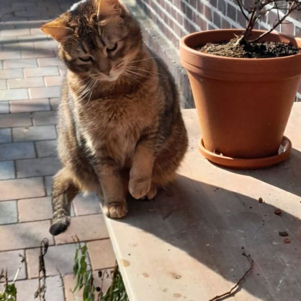 Liesle, Liesle uit Ten Boer zoekt een Kattenoppas