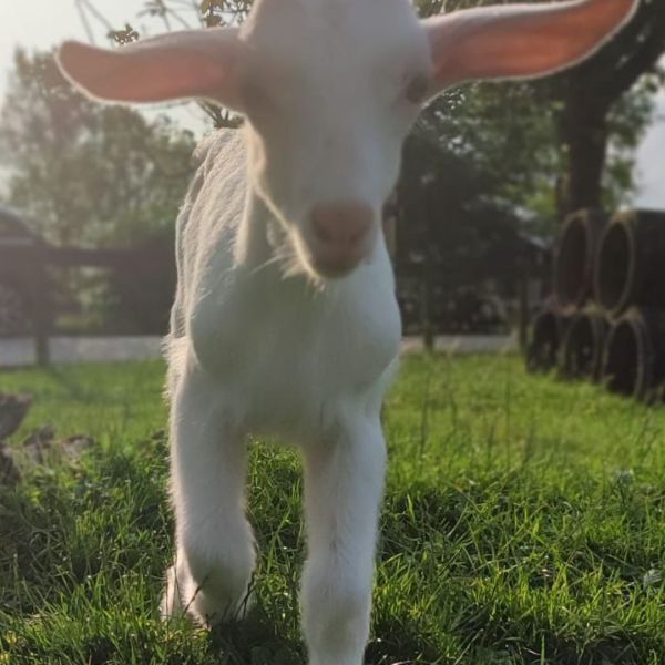 Juda uit Vleuten zoekt een Boerderijoppas