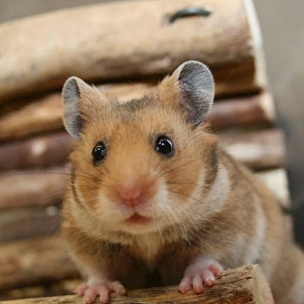 Knaagdierenoppas Jasmijn uit Hoofddorp