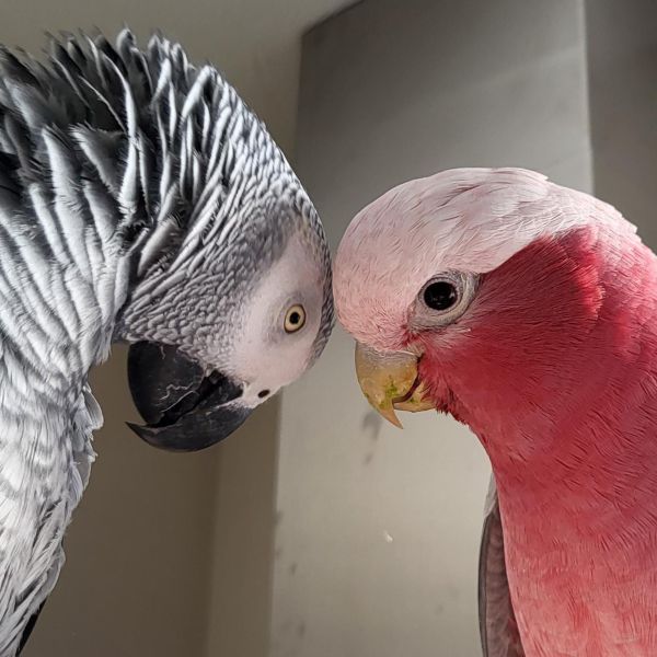 Koko, Tico uit Ede zoekt een Vogeloppas