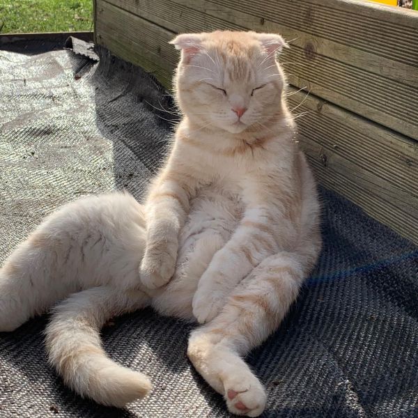 Tommy uit Laren zoekt een Kattenoppas