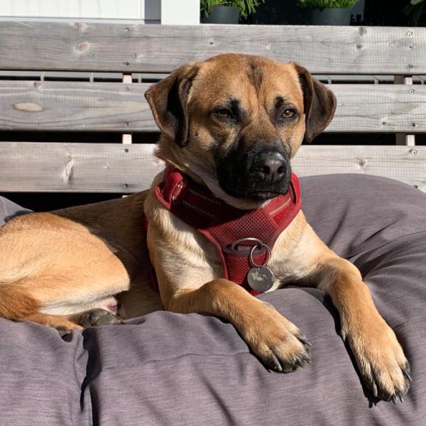 Sammy, Toby, Levi uit Arnhem zoekt een huisdierenoppas