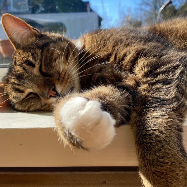 Karel uit Naarden zoekt een Kattenoppas