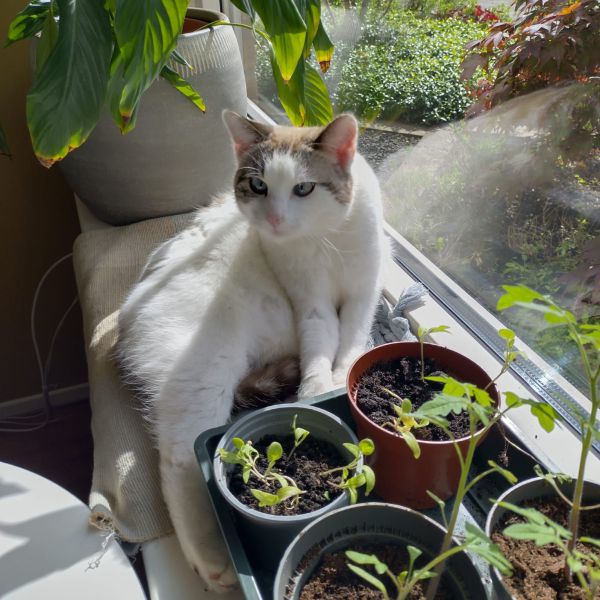 Beer uit Olst zoekt een Kattenoppas