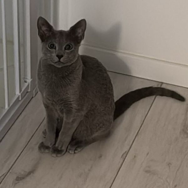 Coco uit Zaltbommel zoekt een Kattenoppas