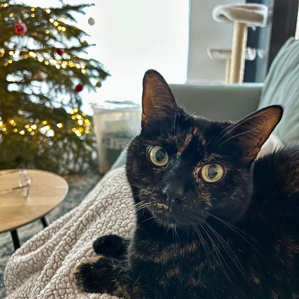 Hermione uit Den Haag zoekt een Kattenoppas